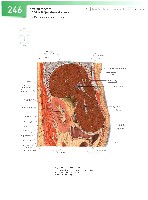 Sobotta  Atlas of Human Anatomy  Trunk, Viscera,Lower Limb Volume2 2006, page 253